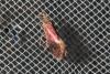 Eriocrania sp.